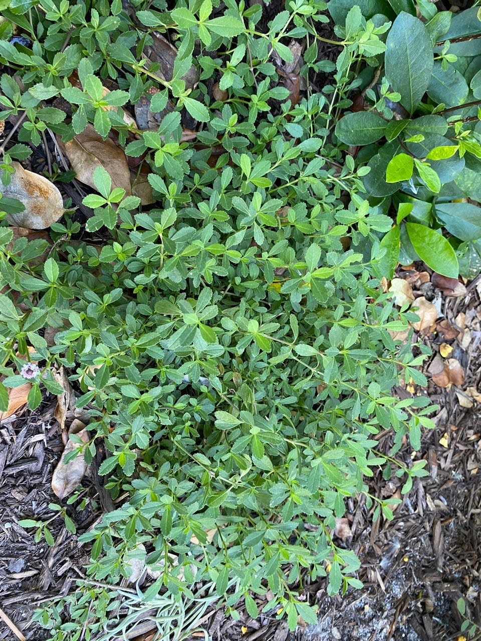 Frogfruit (Phyla nodiflora) makes a good ground cover in sun or part shade.