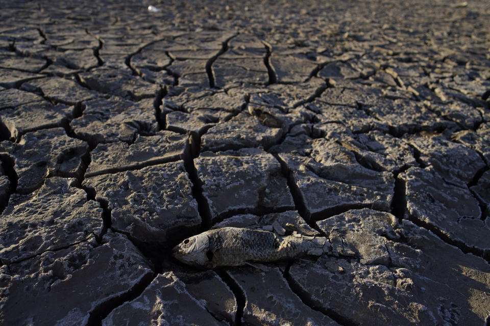 A dead fish that used to be underwater sits on cracked earth above the water level on Lake Mead at the Lake Mead National Recreation Area, Monday, May 9, 2022, near Boulder City, Nev. Lake Mead is receding and Sin City is awash with mob lore after a second set of human remains emerged within a week from the depths of the drought-stricken Colorado River reservoir just a short drive from the Las Vegas Strip. (AP Photo/John Locher)