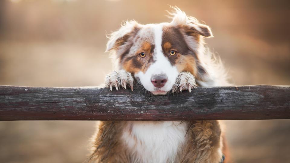 Australian Shepherd Dog