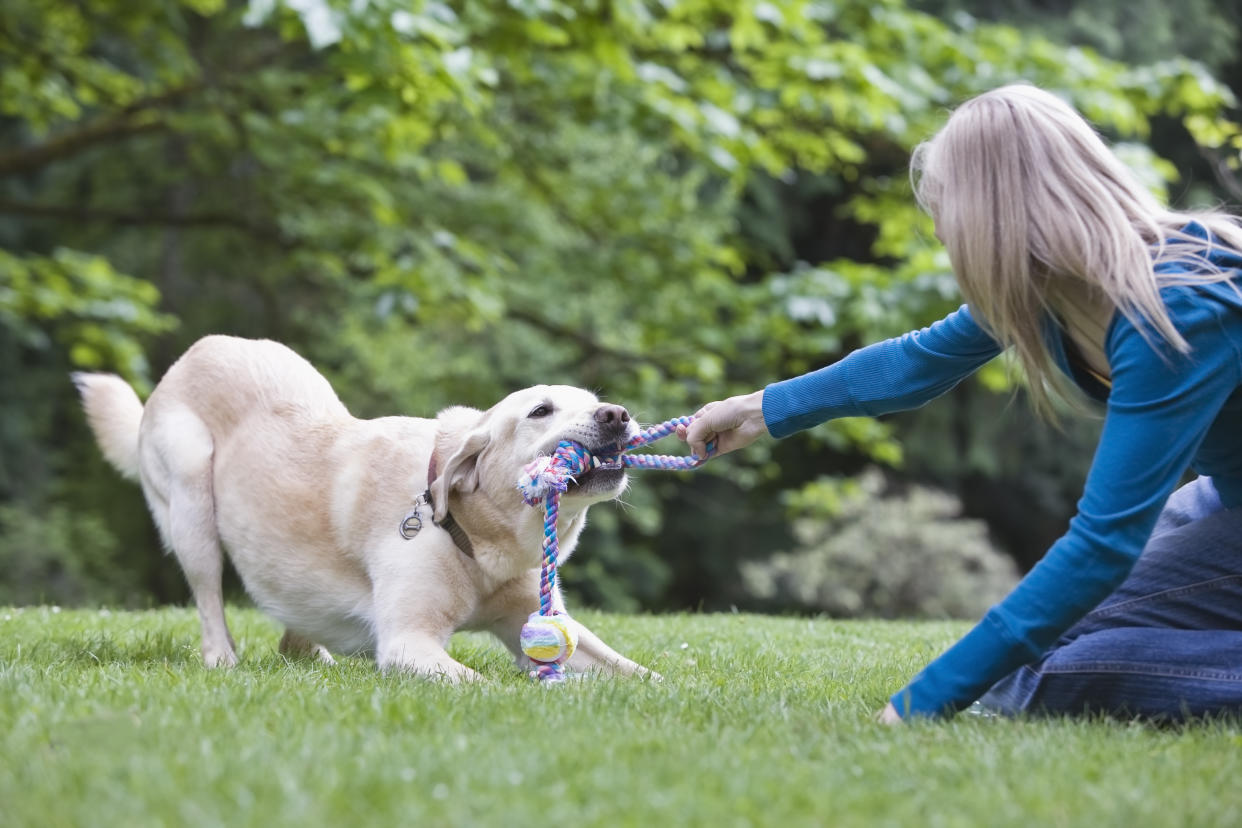 El juego es un aliado de tu mascota; lo mantiene sano y feliz/Getty Images.