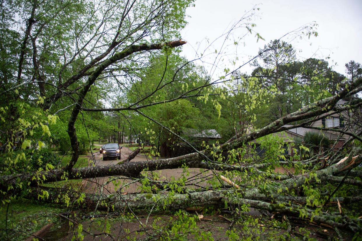 A truck approaches a downed tree blocking passage on Sheffield Drive near the intersection of Northampton Drive in Jackson on Wednesday. The truck used a driveway that connects the two roads to pass.