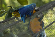 A blue-and-yellow macaw that zookeepers have named Juliet, left, grooms with a captive macaw at BioParque, in Rio de Janeiro, Brazil, Wednesday, May 5, 2021. Every morning for the last two decades, Juliet swoops onto the enclosure and through its fence, engages in grooming behavior that looks like conjugal canoodling. (AP Photo/Bruna Prado)