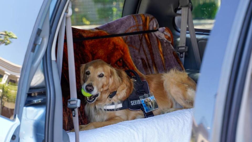 Cooper, an 8-year-old golden retriever, plays with a ball in his owner’s car. Dan Sievert and his golden retrievers have made 55 missions across the United States over the past decade, helping victims of tragedies work through their trauma. John Lynch/jlynch@thetribunenews.com