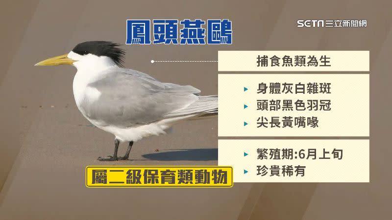 屬於二級保育類動物的鳳頭燕鷗，脖子遭杯蓋卡住。