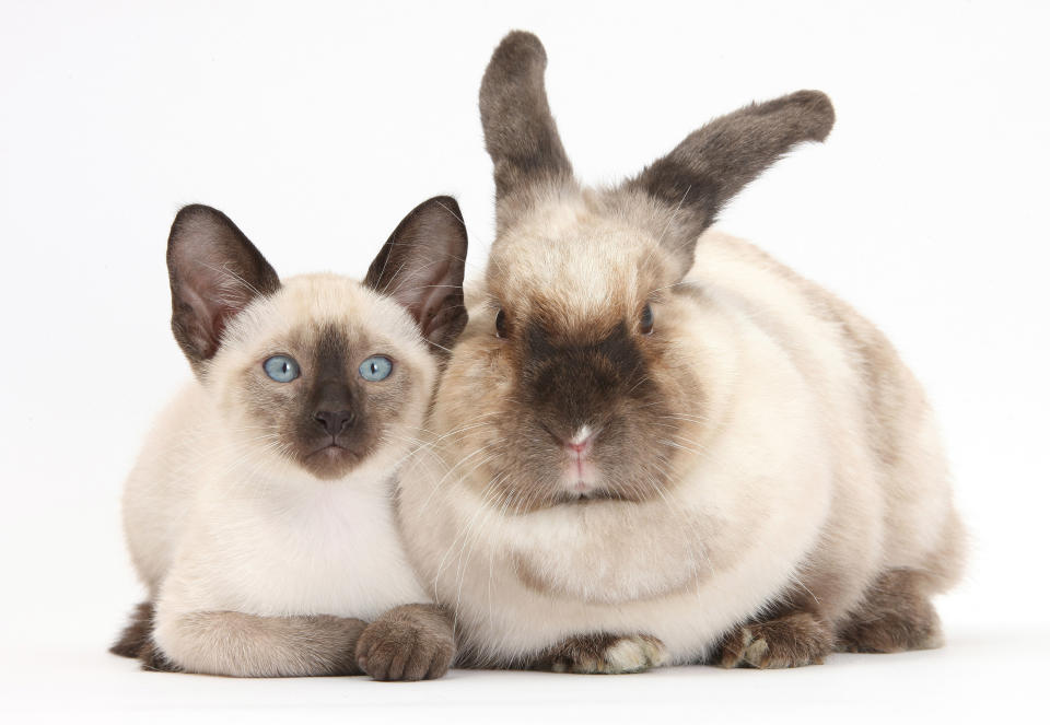 <p>Colourpoint rabbit and Siamese kitten, 10 weeks old. (Photo: Warren photographic/Caters News) </p>