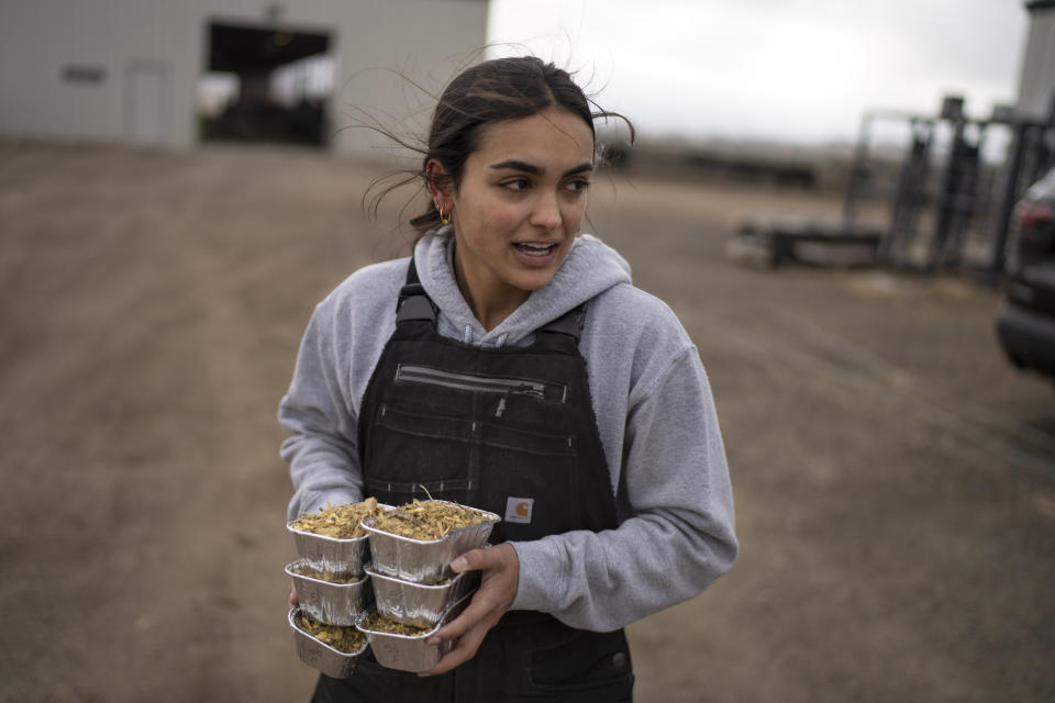 Graduate student Maya Swenson carries samples of cattle feed to be weighed at Colorado State University's research pens in Fort Collins, Colo., Wednesday, March 8, 2023. The school's research centers on supplements that can be fed to dairy cows and beef cattle on feedlots, where most U.S. cattle spend their final four to six months before slaughter. The Colorado State effort hopes to reduce greenhouse gases the animals produce and delve into other sustainability issues with its testing of cattle supplements. (AP Photo/David Goldman)