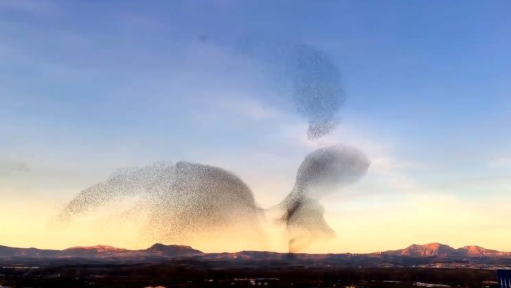 This Christmas Day display by thousands of starlings was caught on camera in northern Spain