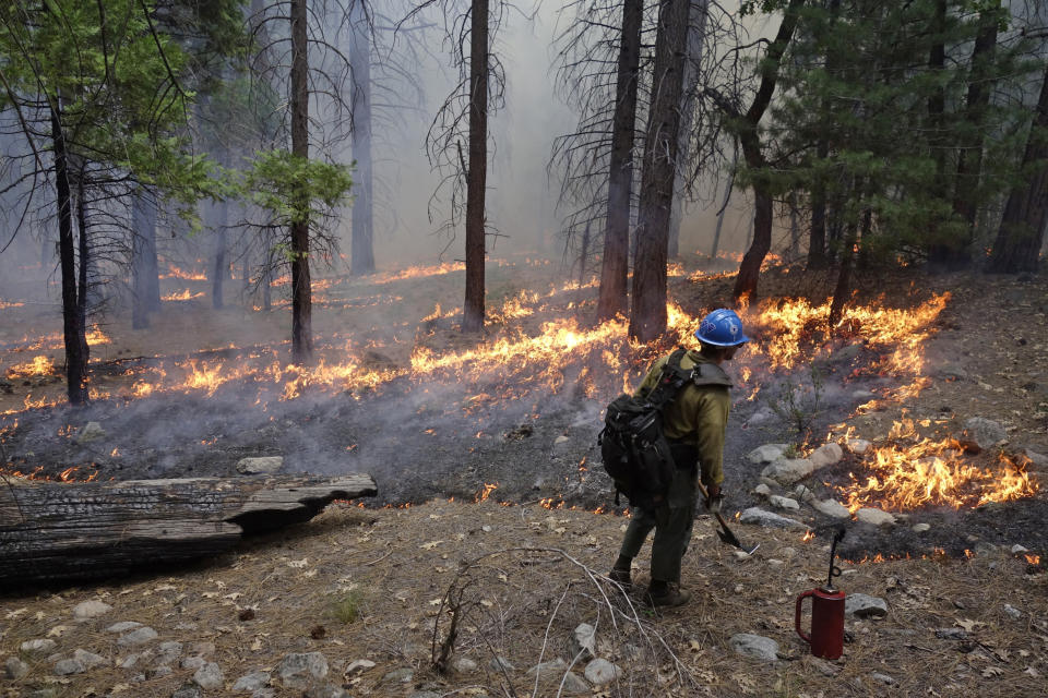 In this June 11, 2019 photo, firefighter Matthew Dunagan watches flames spread during a prescribed burn in Kings Canyon National Park, Calif. The prescribed burn, a low-intensity, closely managed fire, was intended to clear out undergrowth and protect the heart of Kings Canyon National Park from a future threatening wildfire. The tactic is considered one of the best ways to prevent the kind of catastrophic destruction that has become common, but its use falls woefully short of goals in the West. (AP Photo/Brian Melley)