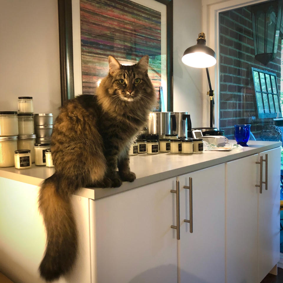 A cat named Joha (좋아), which means 'good' in Korean, was the inspiration behind the name of Sam Oleson's Etsy store called OhJoha Candles. Joha sits on the workbench where the candles are made (Sam Oleson)