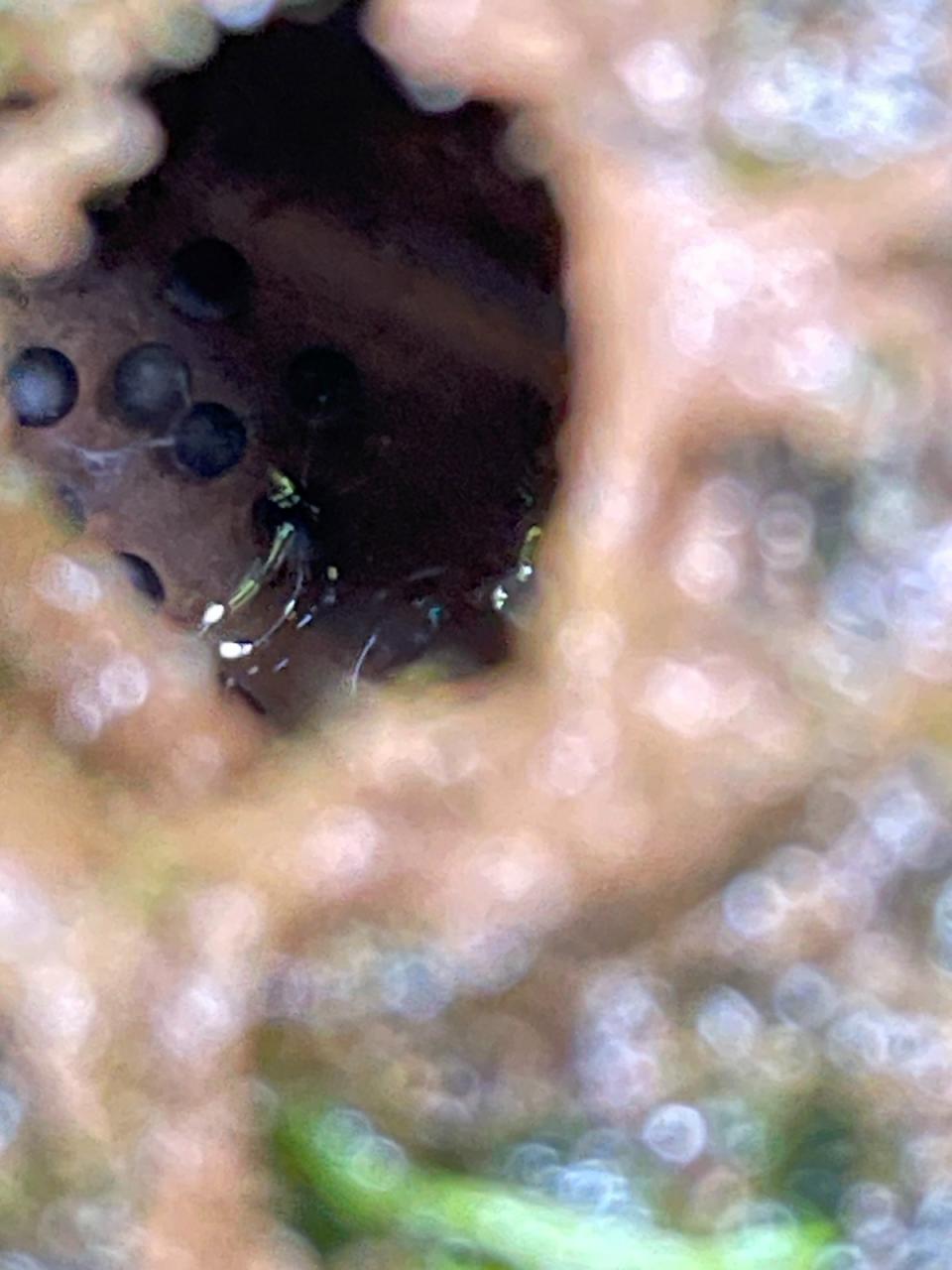 豎琴蛙泥窩中窺見的蛙卵。台北市立動物園提供