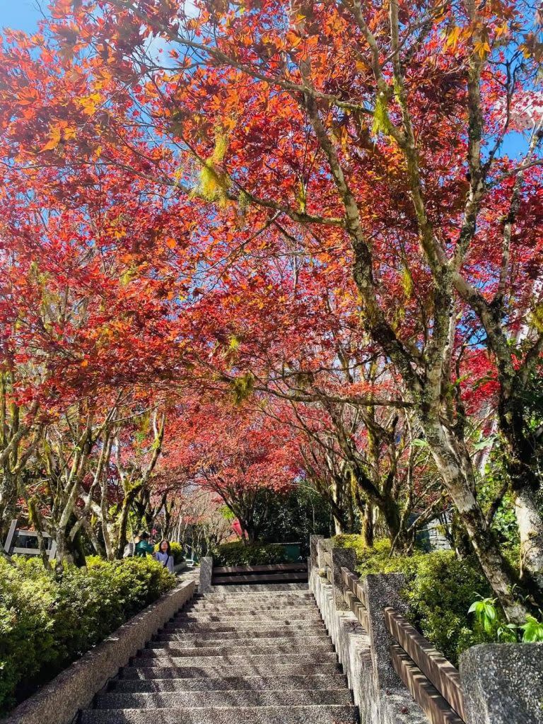 太平山紫葉槭。（中華旅行社提供）