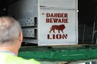 A man stands beside the cargo door of a plane at Kigali airport carrying lions transported from South Africa