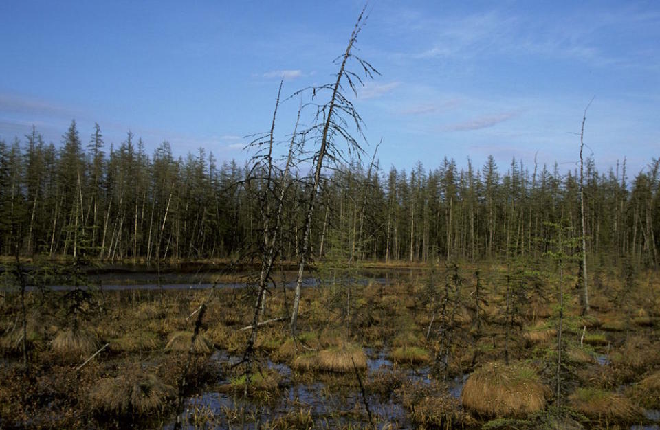 <em>Remote – the bear reportedly took the guns from a hunter in a remote cabin in Siberia (Pictures: Rex)</em>