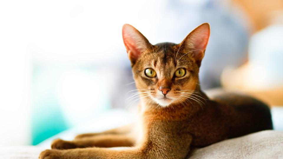 Abyssinian cat