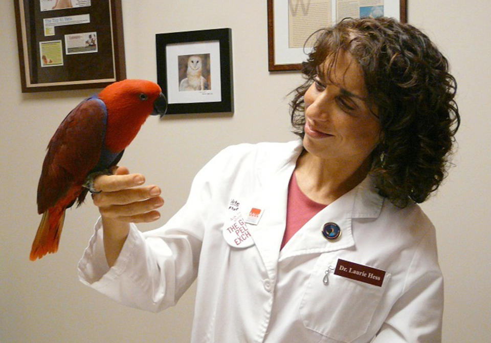 This undated image provided by the Veterinary Center for Birds and Exotics shows Dr. Laurie Hess from Bedford Hills, N.Y., a veterinarian for birds and exotic pets holds an Eclectus parrot, she has treated two hummingbirds, one for an eye ulcer and the other for a beak injury. There are over 325 species of hummingbird in North, Central and South America. Eighteen species visit the United States but only the ruby-throated hummingbird ventures east of the Mississippi. Most migrate south for the winter, but a few, like Anna's, stay year-round in the southwest. (AP Photo/Veterinary Center for Birds and Exotics)