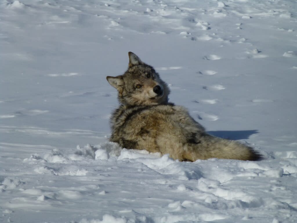 gray wolf lounging in the snow