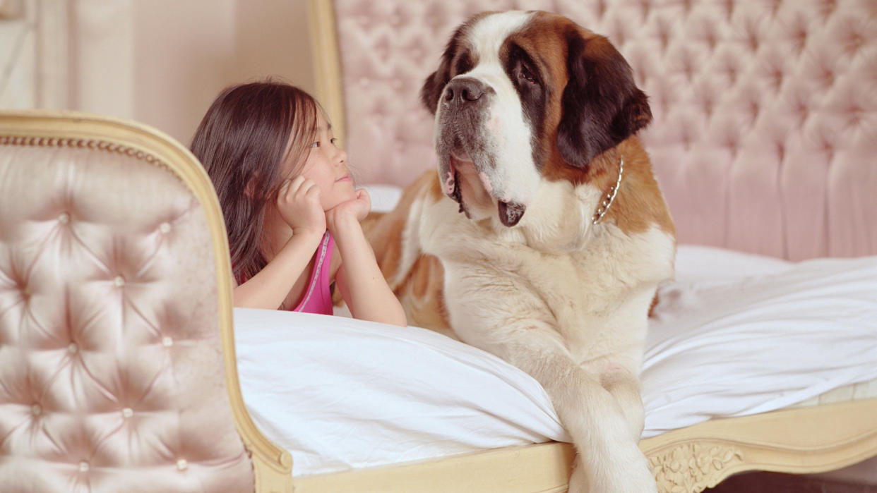  A girl lays propped up on her elbows next to a Saint Bernard. 