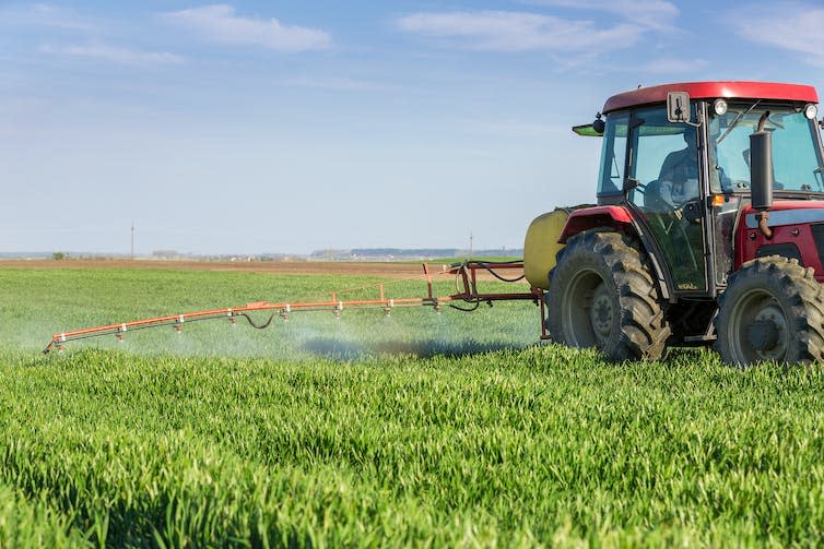 A tractor spraying fungicide on a wheat field as it drives through the field.