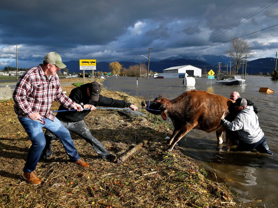 Cows that were stranded in a flooded barn are rescued by a group of people on Wednesday, Nov. 17, 2021, after rainstorms lashed Abbotsford, B.C. (Jennifer Gauthier/Reuters - image credit)