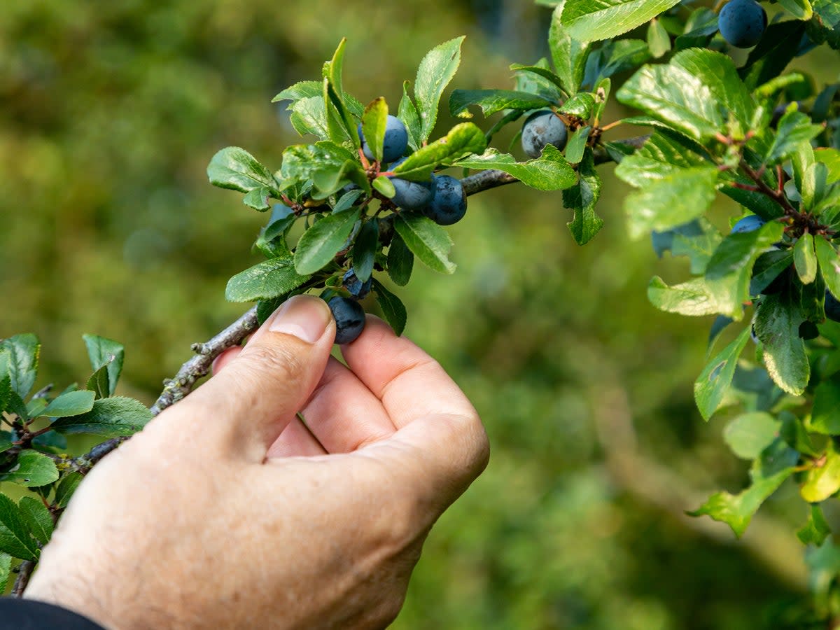 As the leaves fall from the trees in autumn, sloe berries found on blackthorn plants begin to ripen (Getty/iStock)