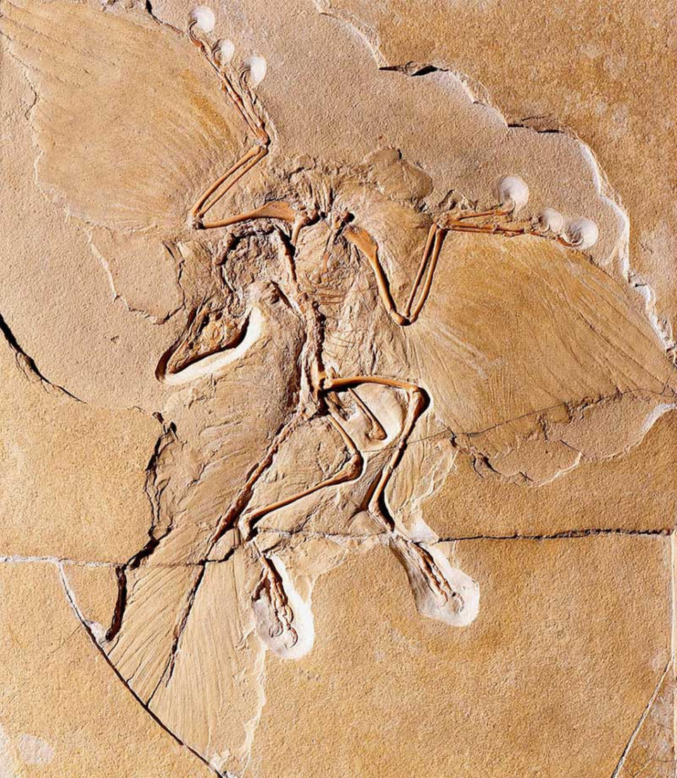 An Archaeopteryx fossil discovered in Germany <cite>Humboldt Museum für Naturkunde Berlin</cite>