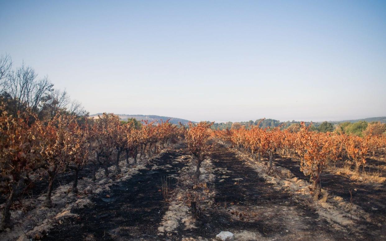 A French vineyard burned during wildfires in July - Nathan Laine/Bloomberg