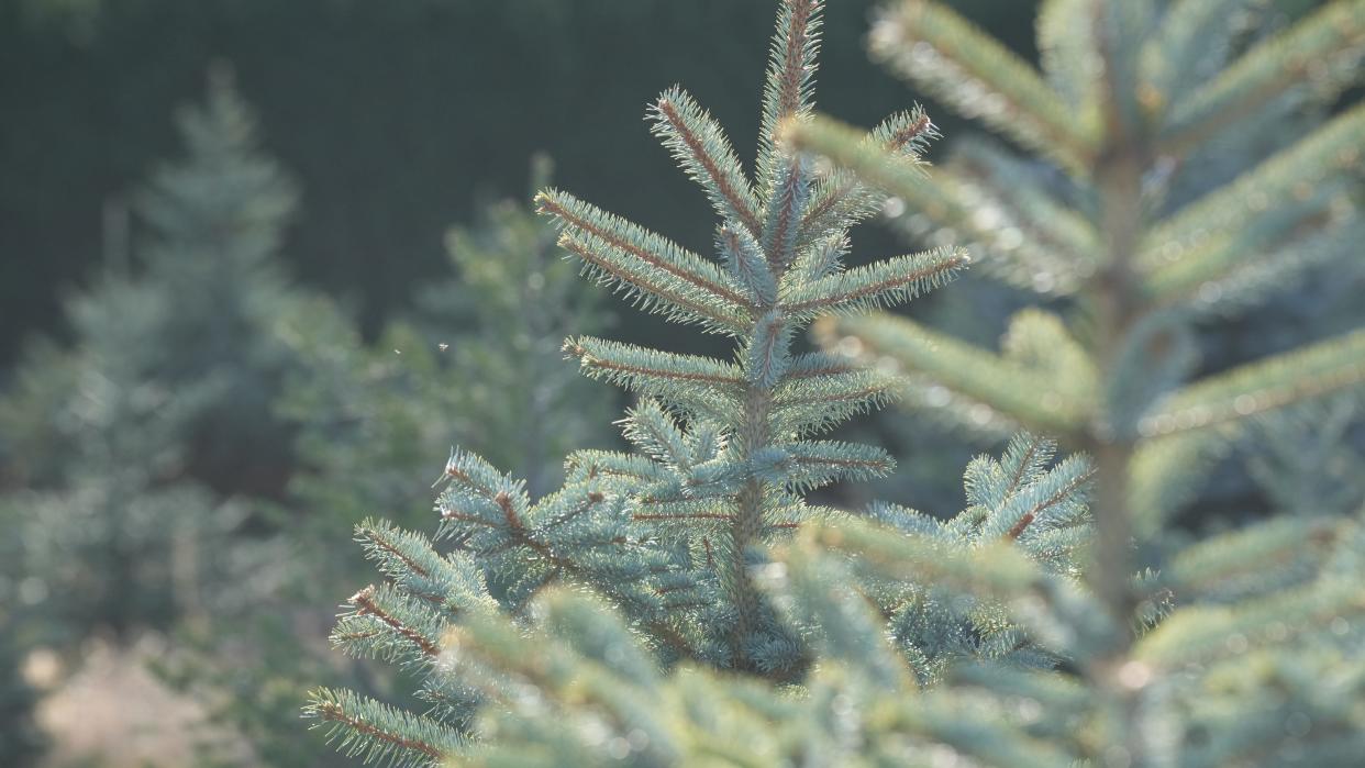 Find out where you can buy a live Christmas tree in Wilmington this holiday season.