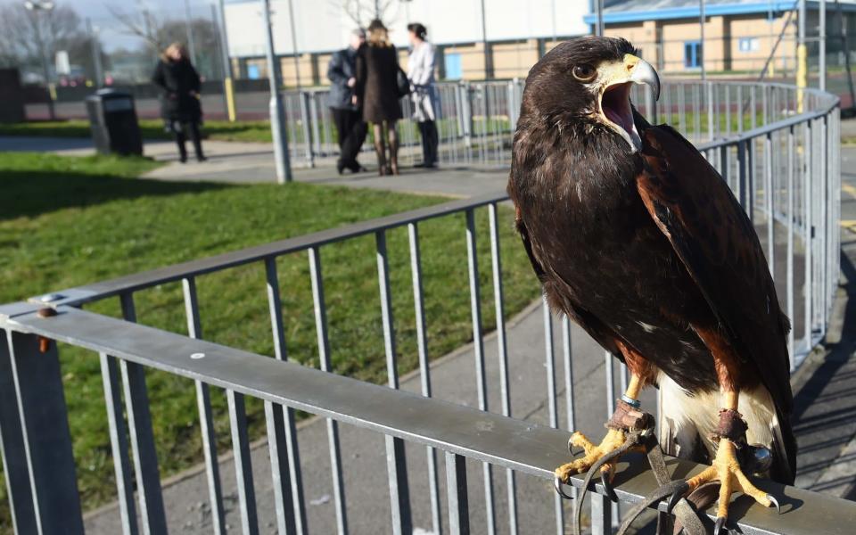 The hawk used in a bid to move on seagulls that are 'terrifying' children in Porthmadog, north Wales - Daily Post Wales