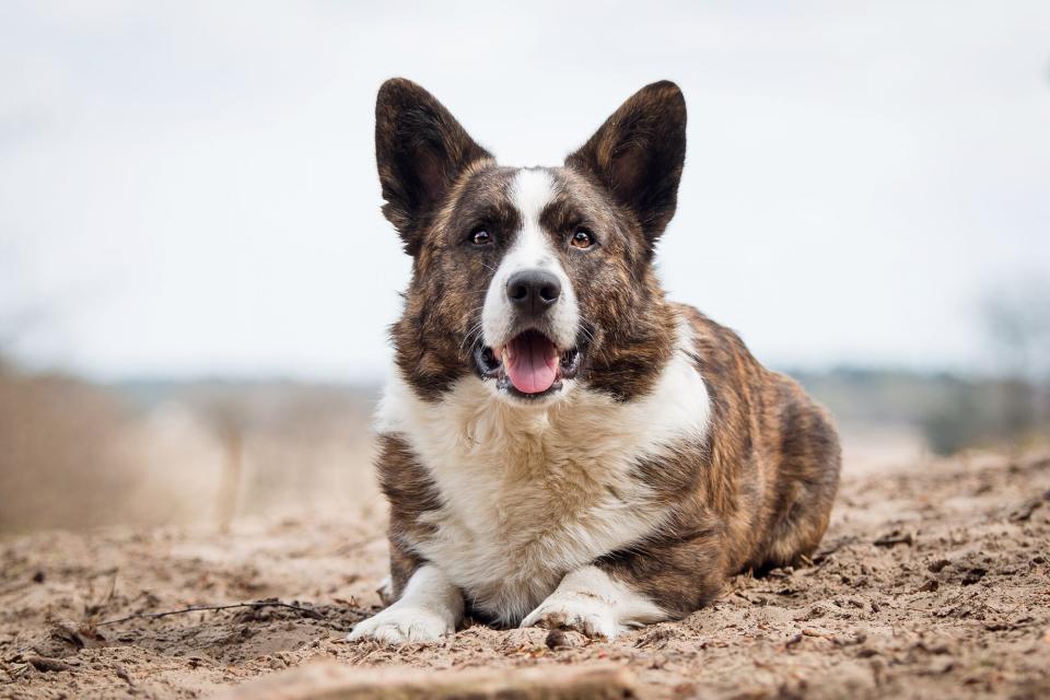 brindle cardigan welsh corgi lying on a sandy beach