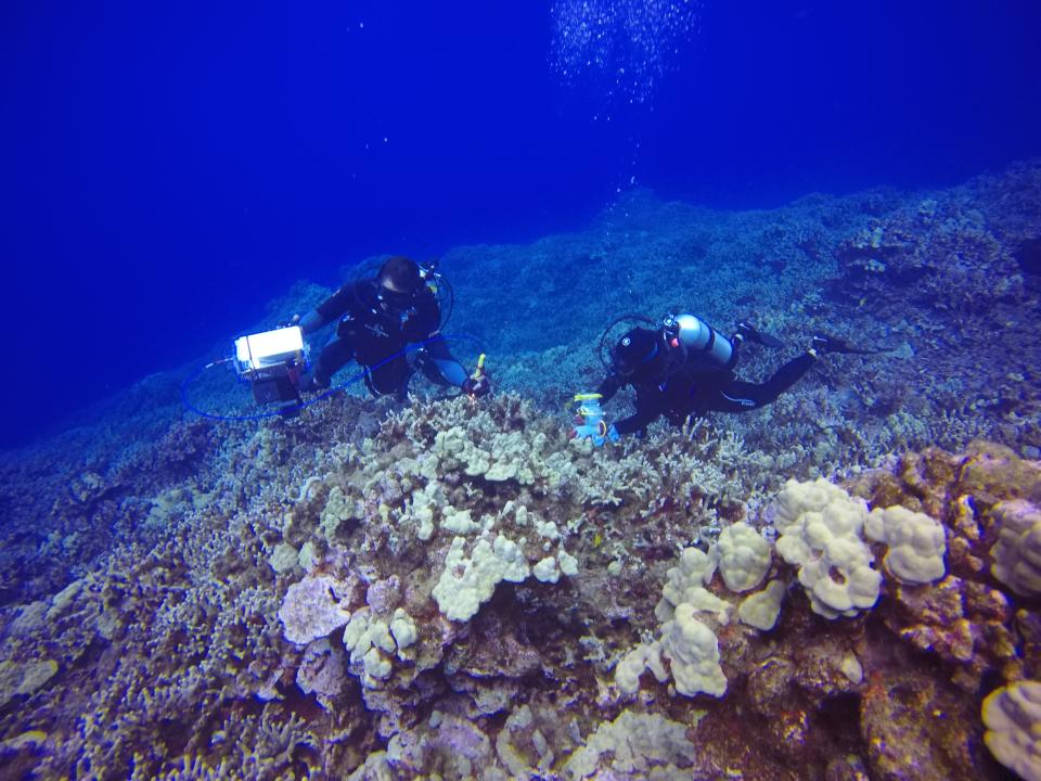 The research team with the Asner lab at ASU collecting coral species in Hawaii.