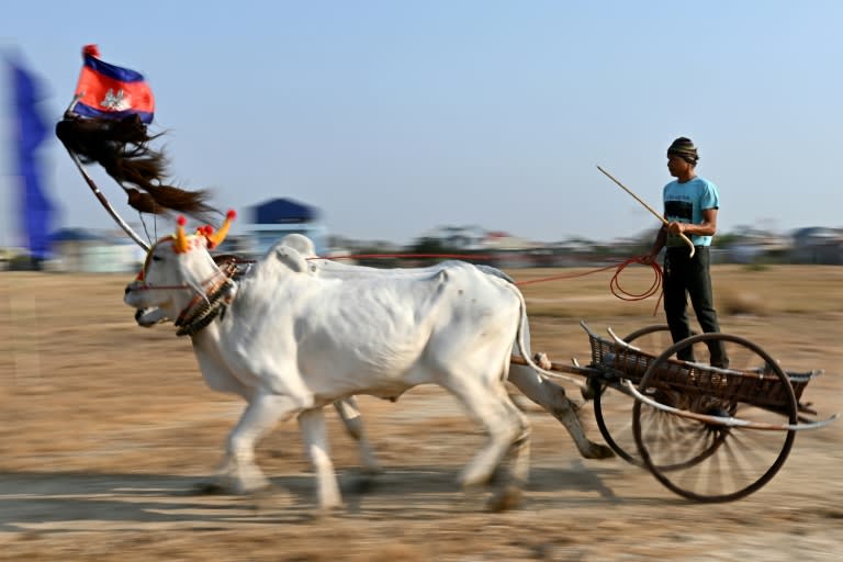 Oxcart racing in Cambodia's Kampong Speu province on April 7, 2024 (TANG CHHIN SOTHY)