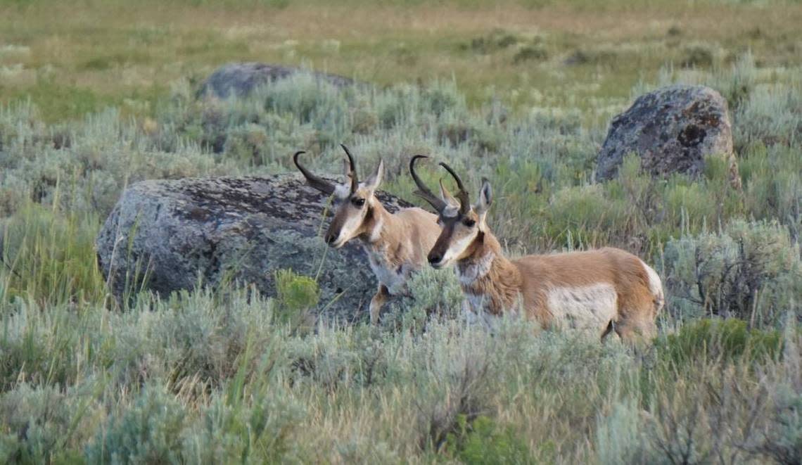 Among the Yakama Nation’s concerns about the proposed Horse Heaven wind farm are the pronghorn antelope it has re-introduced to the region. Shown are antelope at Yellowstone National Park. Chadd Cripe/file/ccripe@idahostatesman.com