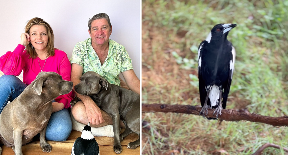 Left - Wells and Mortensen and their two dogs and Molly the magpie. Right -  Molly on its own.