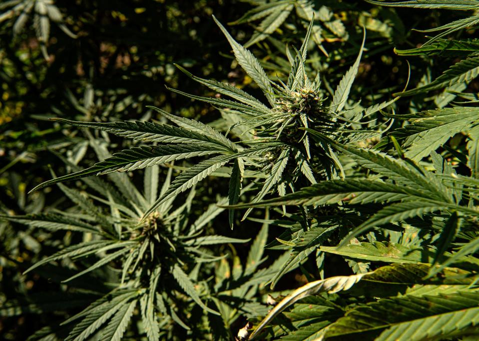 Cannabis plants which will be harvested for CBD growing at at Head and Heal in Cortland. The business currently grows and distributes a successful line of CBD products and is planning to  expand into marijuana in the next  year. Thursday, Oct. 7, 2021. 