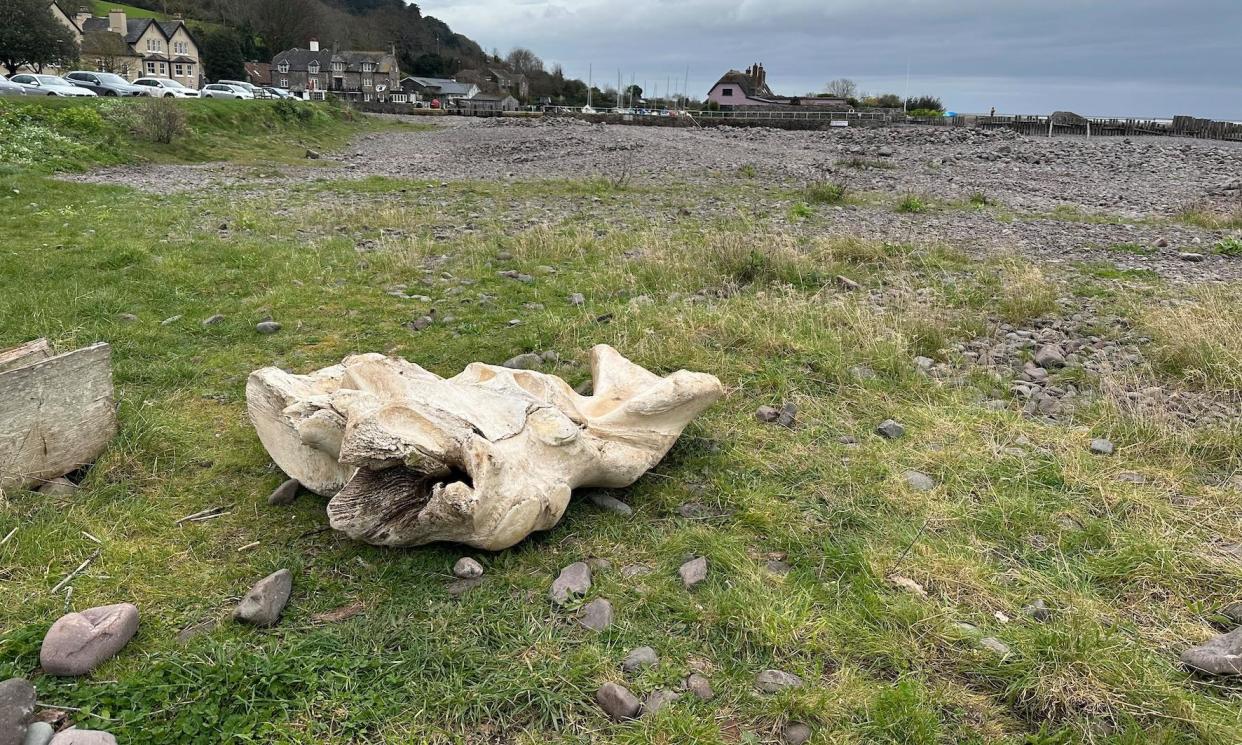 <span>The remains of a fin whale skull on the beach by the harbour car park at Porlock Weir, Somerset.</span><span>Photograph: Sara Hudston</span>