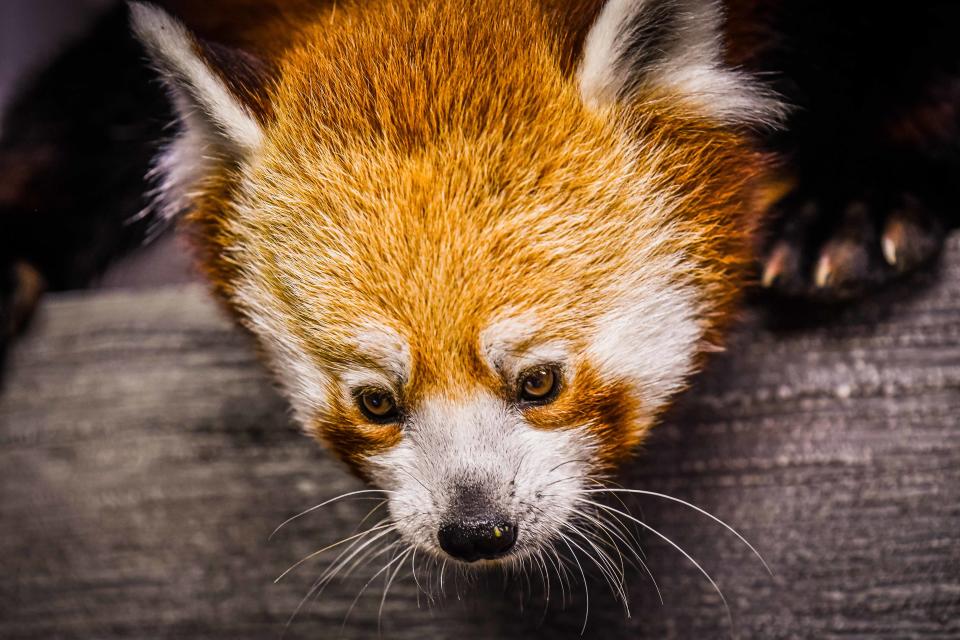 Sundara is a red panda, the newest addition to the Louisville Zoo. Red pandas haven't been represented at the zoo for nearly 40 years, officials said.