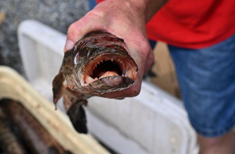 A person holding a northern snakehead in their hand showing off its sharp teeth.