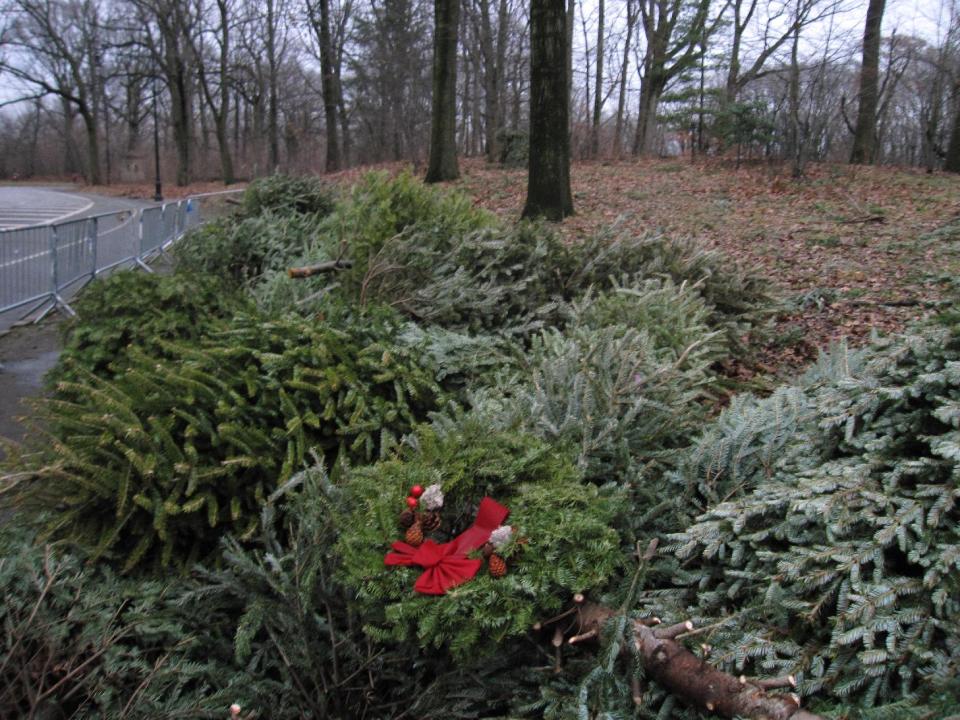 This Jan. 14, 2013 photo shows Christmas trees and evergreens brought to Prospect Park, by local residents for use in a recycling program, in Brooklyn, N.Y. The program, run by the New York City Department of Sanitation and the New York City Parks Department, recycles about 150,000 trees a year, turning them into mulch for use in parks, playing fields, community gardens and for residents’ personal use in urban backyards. (AP Photo/Beth J. Harpaz)