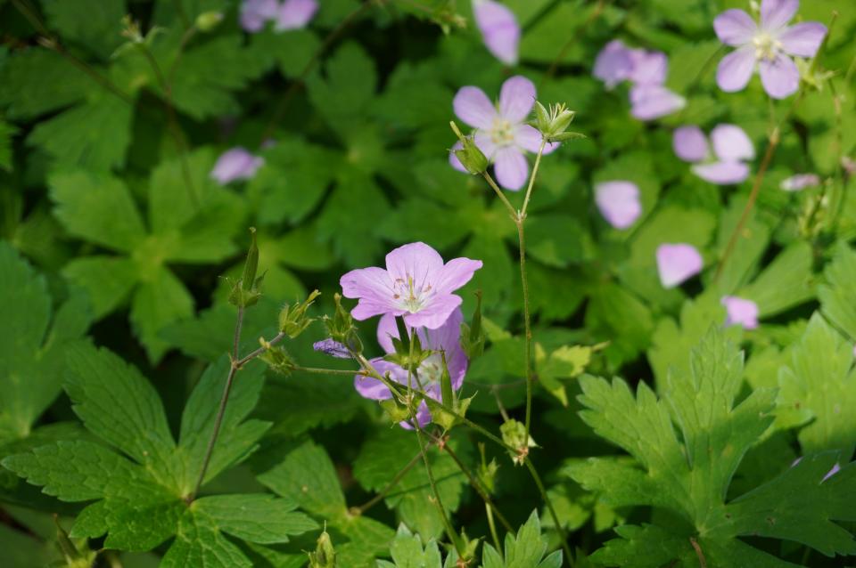 Wild geraniums along a Wayne County roadside last weekend.