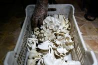 Mushrooms are not a common crop in Syria, and rarely feature in local cuisine