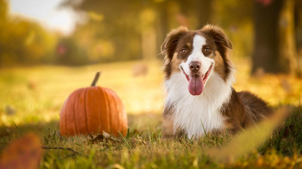 18. Australian Shepherd