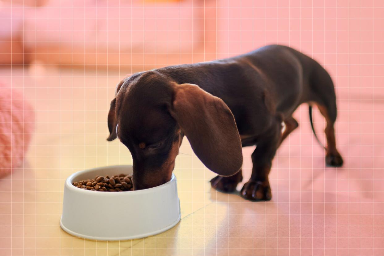 dog eating on a designed background