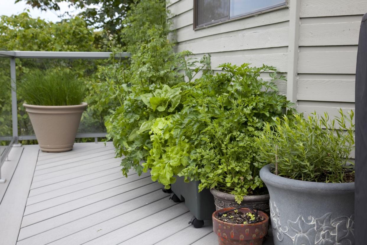 container gardening ideas