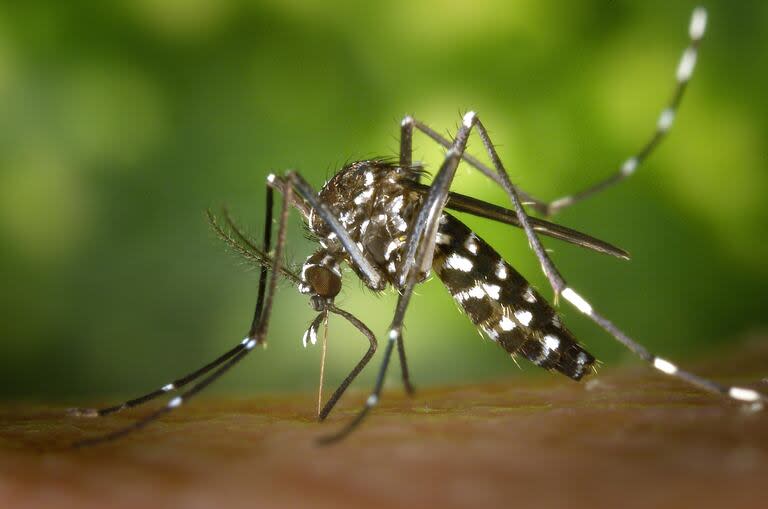 El Aedes aegypti, mosquito transmisor del dengue 