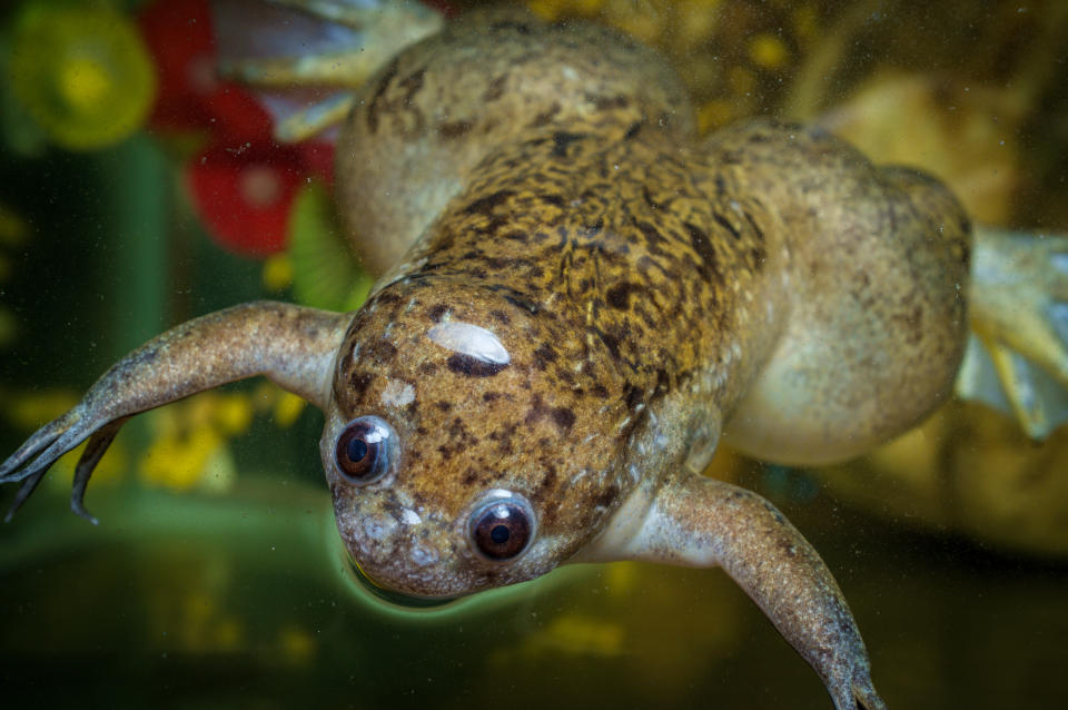 Large adult African clawed frog swimming in dirty water