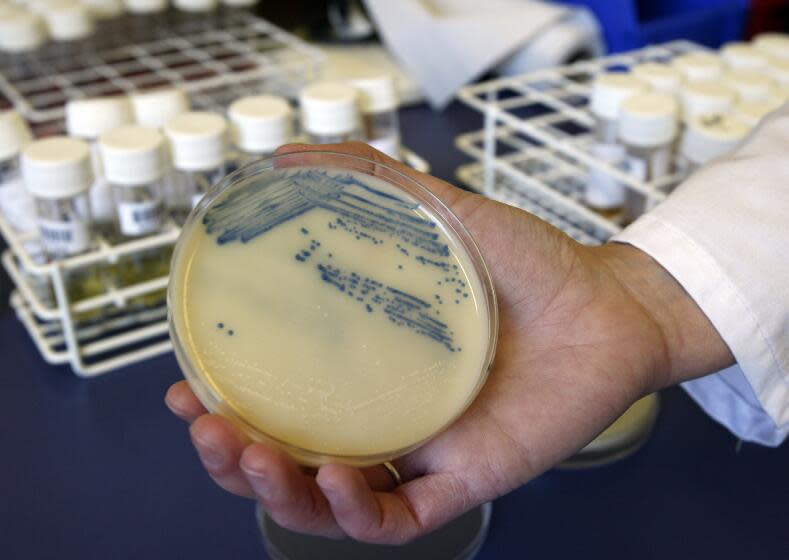 FILE This Oct. 12, 2009 photo shows a petri dish with methicillin-resistant Staphylococcus aureus (MSRA) cultures at the Queen Elizabeth Hospital in King's Lynn, England. The U.S. toll of drug-resistant "superbug" infections worsened during the first year of the COVID-19 pandemic, health officials said Tuesday, July 12, 2022. After years of decline, the nation in 2020 saw a 15% increase in hospital infections and deaths attributed to some of the most worrisome bacterial infections out there, according to a Centers for Disease Control and Prevention report. (AP Photo/Kirsty Wigglesworth, File)