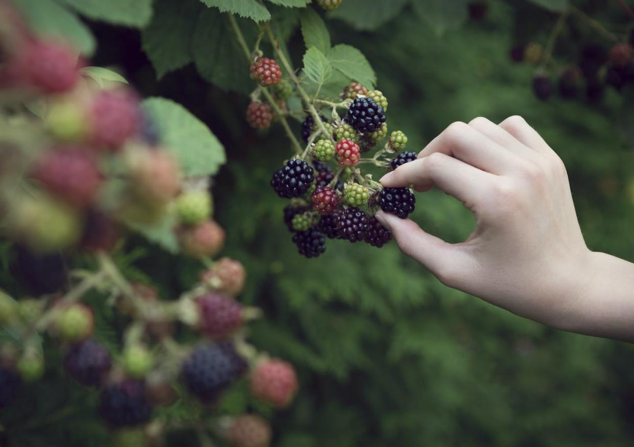 Being able to perceive sweetness can guide foragers to the most calorie-rich picks. <a href="https://www.gettyimages.com/detail/photo/close-up-of-child-picking-blackberries-royalty-free-image/582364588" rel="nofollow noopener" target="_blank" data-ylk="slk:Elva Etienne/Moment via Getty Images;elm:context_link;itc:0;sec:content-canvas" class="link ">Elva Etienne/Moment via Getty Images</a>