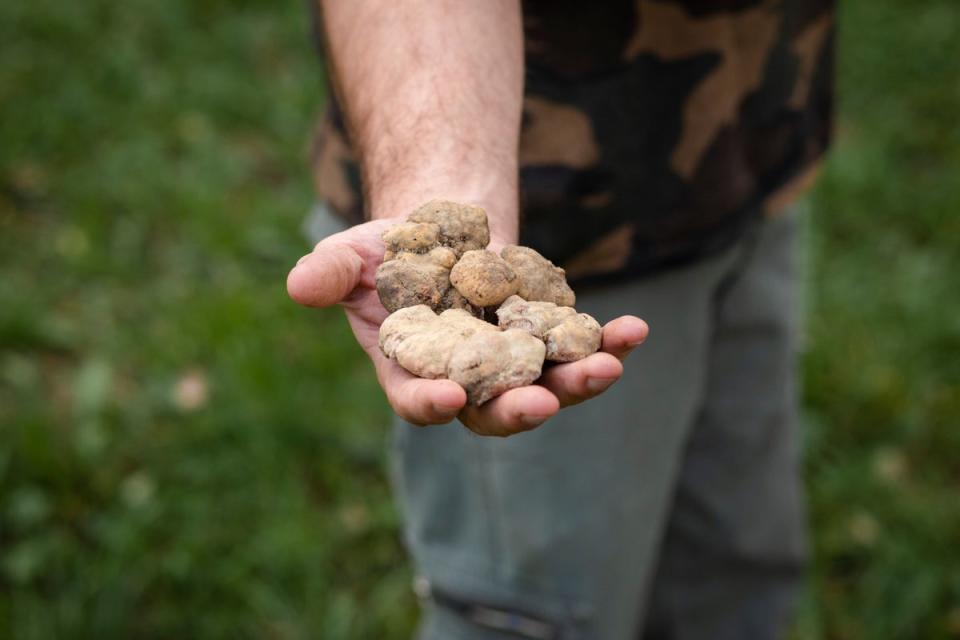 Northern Italy is the place to head to for fresh truffle (Archivio Ente Turismo)