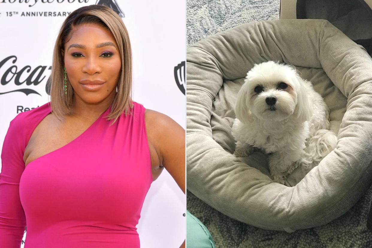 Serena Williams Announces the Death of Her Dog Lauerlei: 'She Lived a Long Long Life'. https://www.instagram.com/p/ChxOWsgrHvr/?igshid=YmMyMTA2M2Y%3D. ; BEVERLY HILLS, CALIFORNIA - MARCH 24: Serena Williams attends the ESSENCE 15th Anniversary Black Women In Hollywood Awards highlighting "The Black Cinematic Universe" at Beverly Wilshire, A Four Seasons Hotel on March 24, 2022 in Beverly Hills, California. (Photo by Rodin Eckenroth/Getty Images)