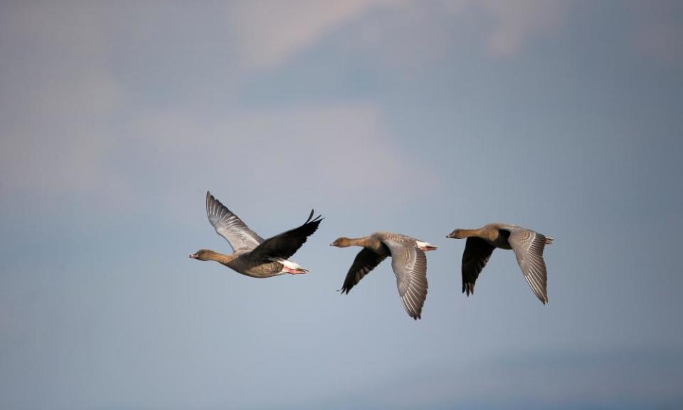 Three pink-footed geese in flight